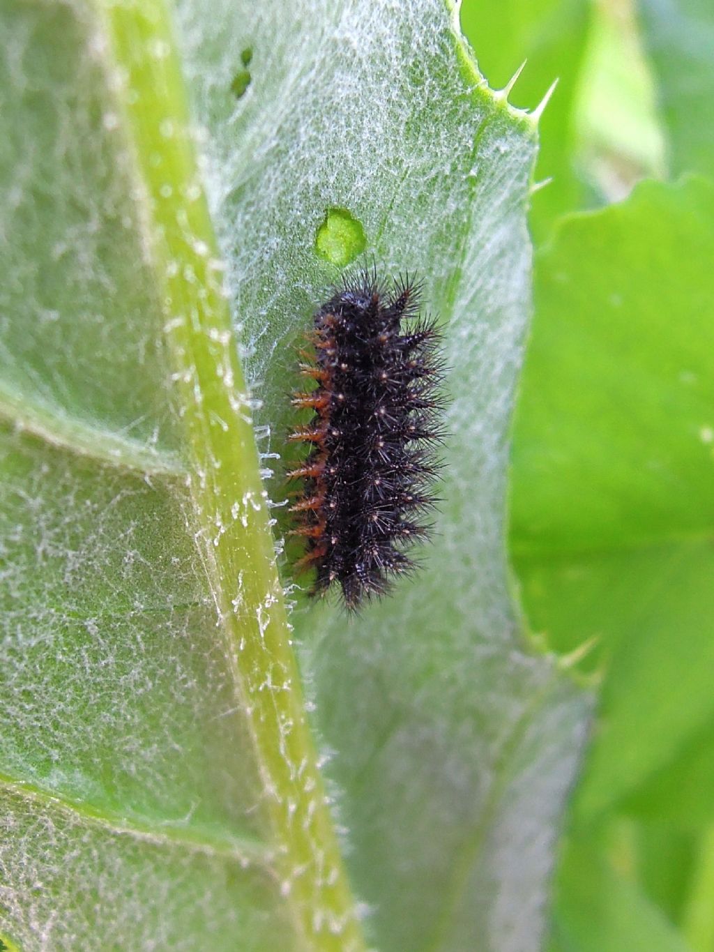 Melitaea phoebe